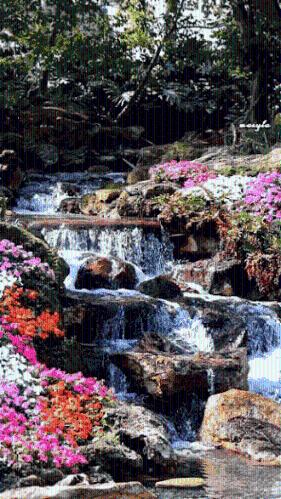 春雨直播app